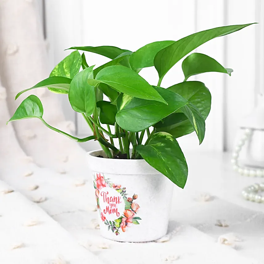 Money Plant Gift For Mom