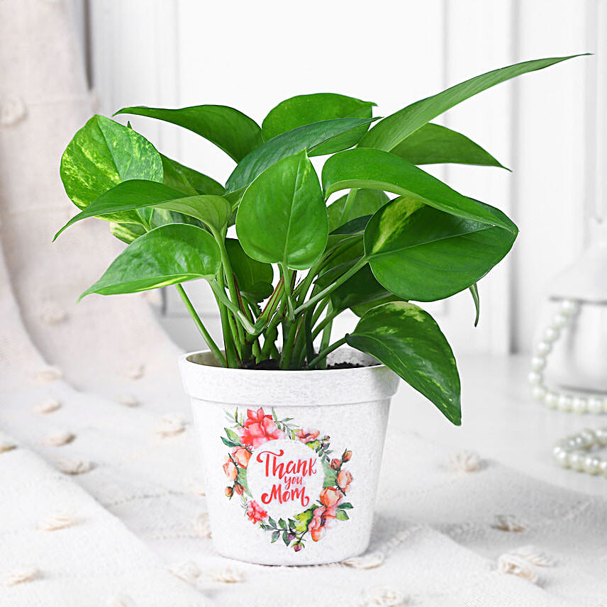 Money Plant Gift For Mom