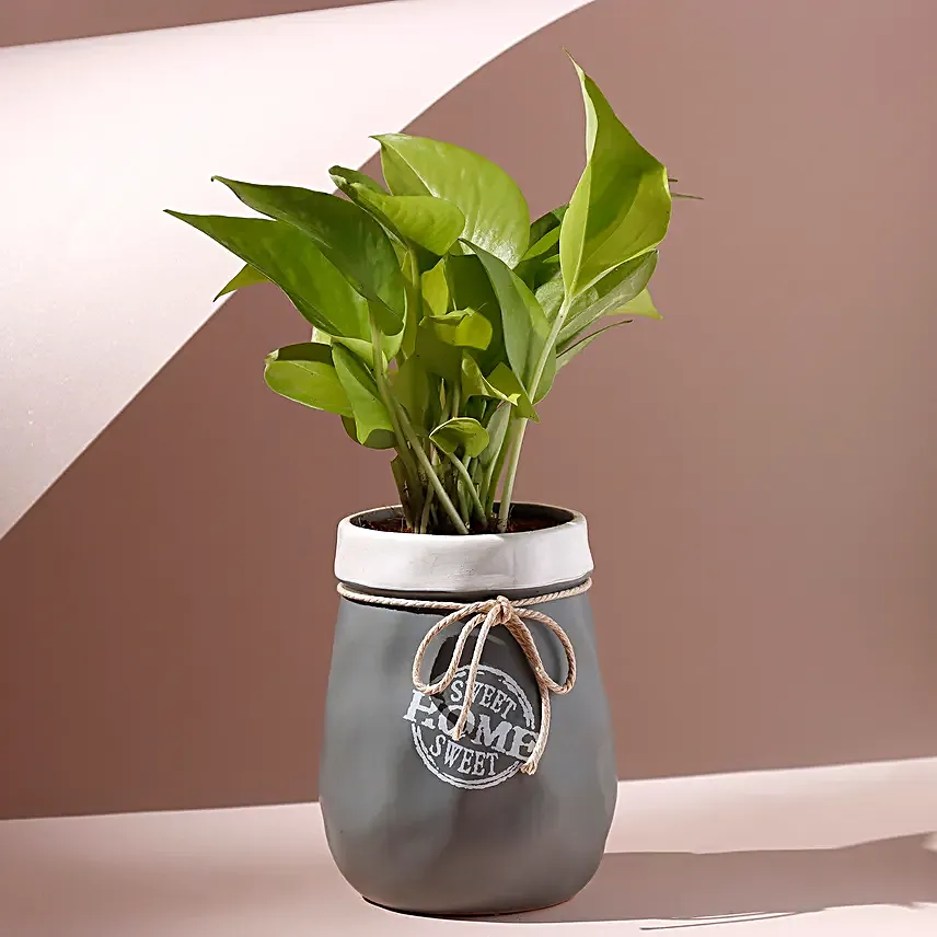 Money Plant Grey & White Home Sweet Home Pot