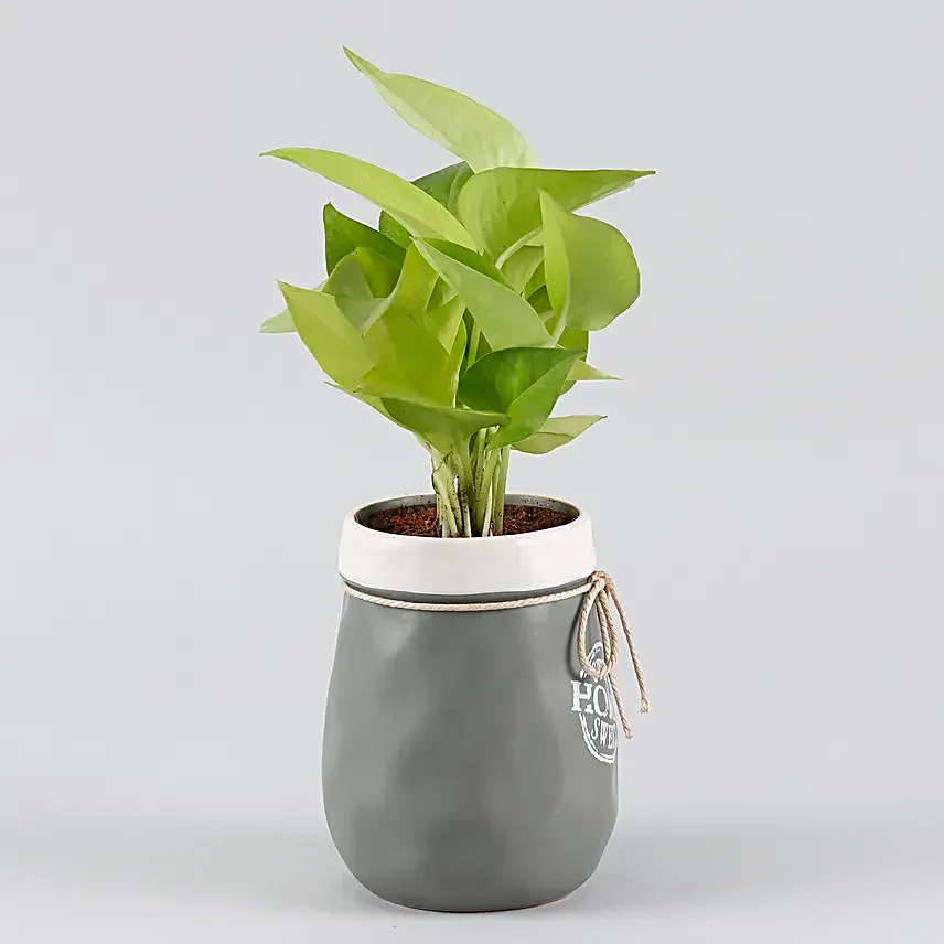 Money Plant Grey & White Home Sweet Home Pot