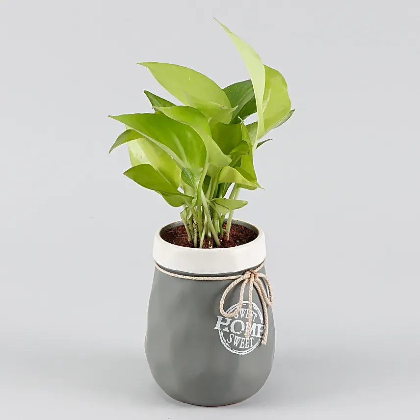 Money Plant Grey & White Home Sweet Home Pot