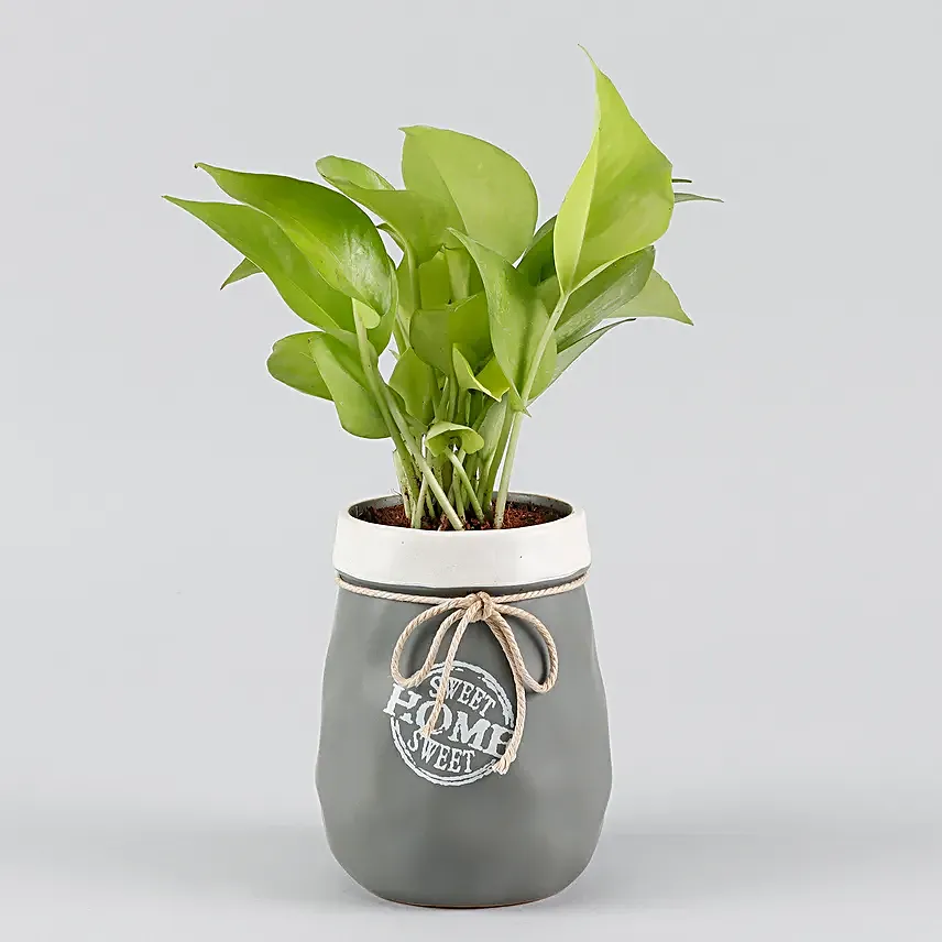 Money Plant Grey & White Home Sweet Home Pot