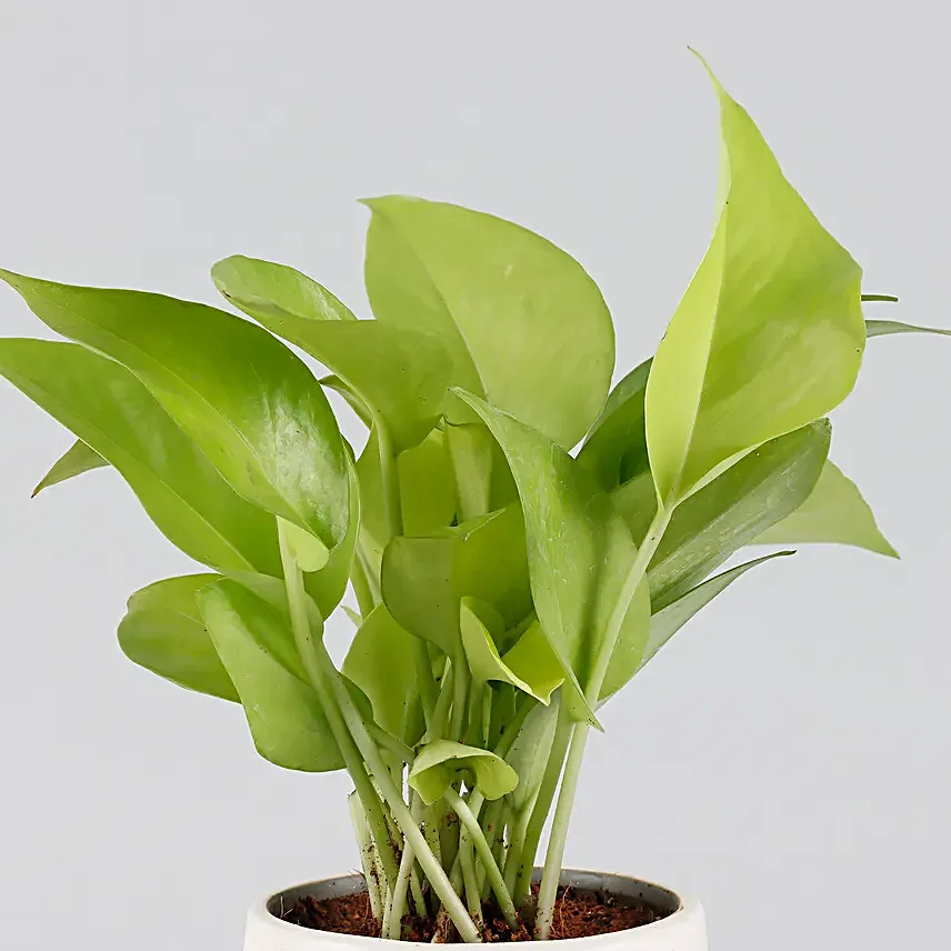 Money Plant Grey & White Home Sweet Home Pot