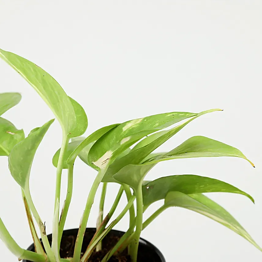 Online Money Plant In Daughter's Day Mug