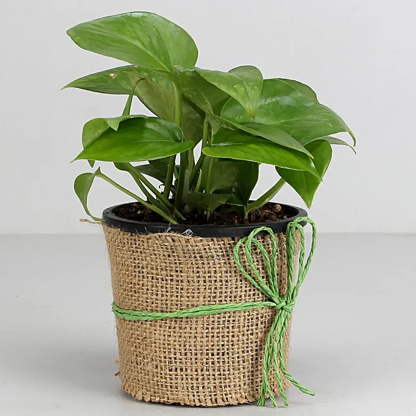 Money Plant Pot   for Valentine