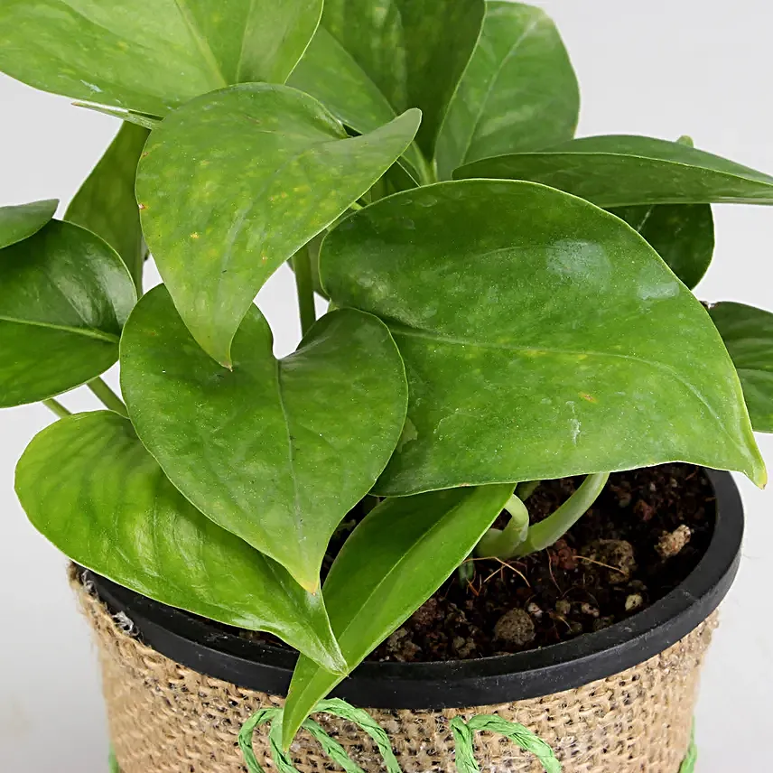 Money Plant Pot   for Valentine