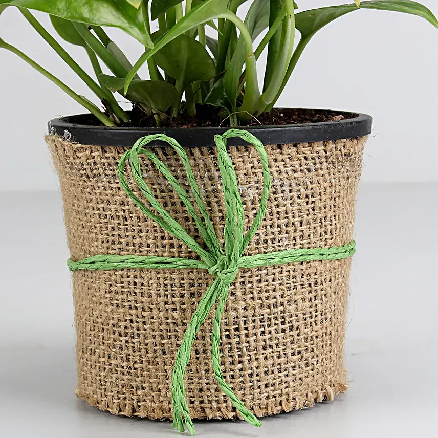 Money Plant Pot   for Valentine