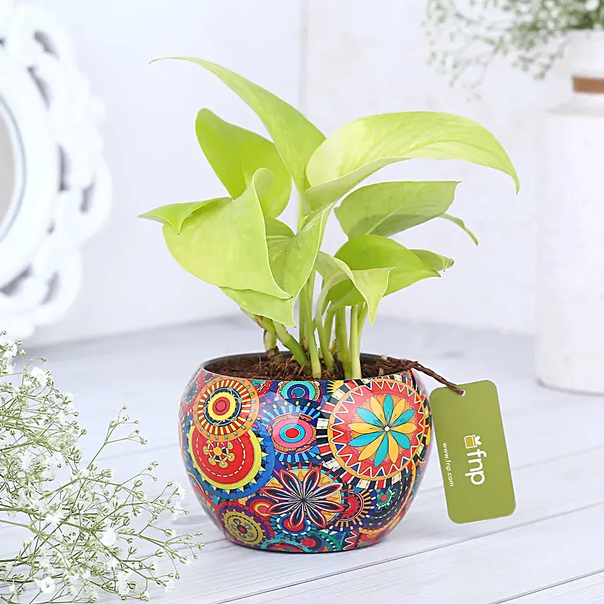 money plant in colourful printed pot