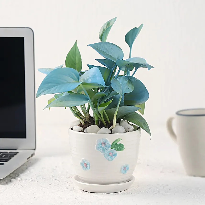Money Plant in Elegant White Pot