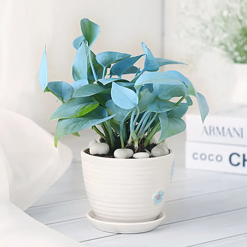 Money Plant in Elegant White Pot