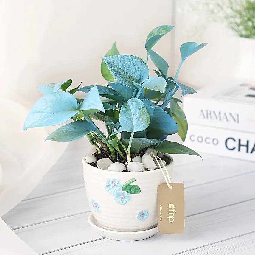 Money Plant in Elegant White Pot