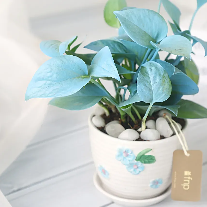 Money Plant in Elegant White Pot