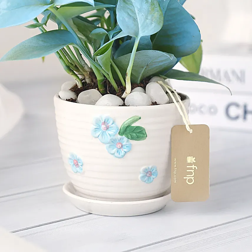 Money Plant in Elegant White Pot