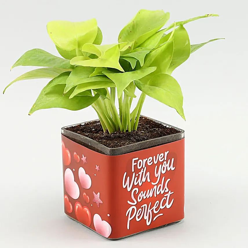 Money Plant In Forever N You Sounds Perfect Sticker Vase