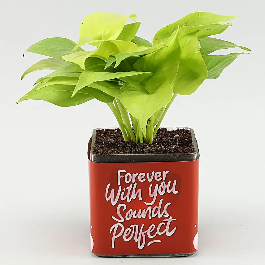 Money Plant In Forever N You Sounds Perfect Sticker Vase