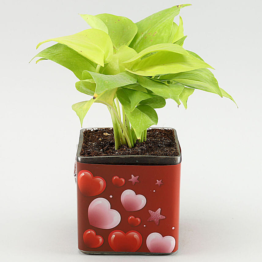 Money Plant In Forever N You Sounds Perfect Sticker Vase