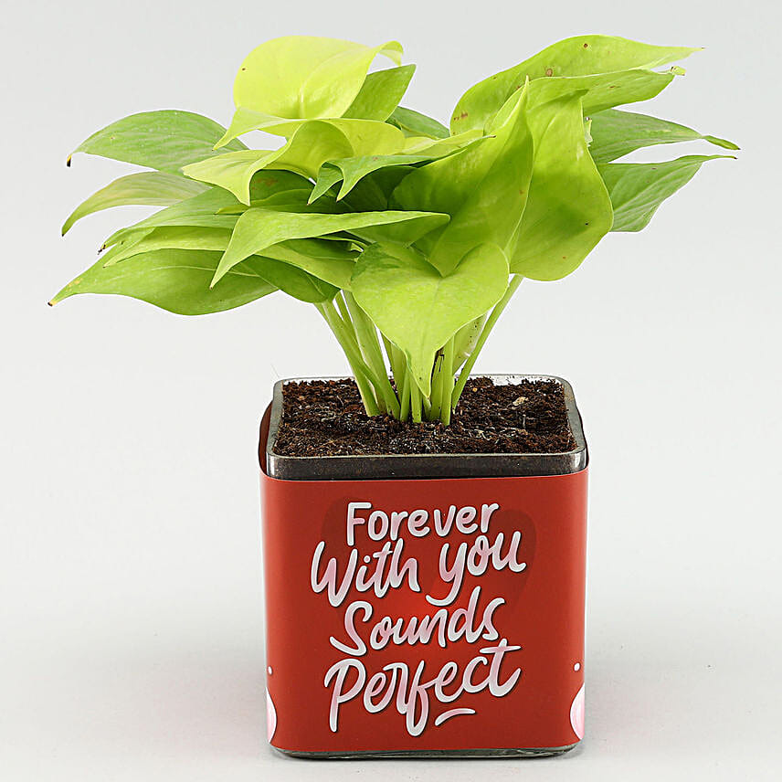 Money Plant In Forever With You Sounds Perfect Sticker Vase