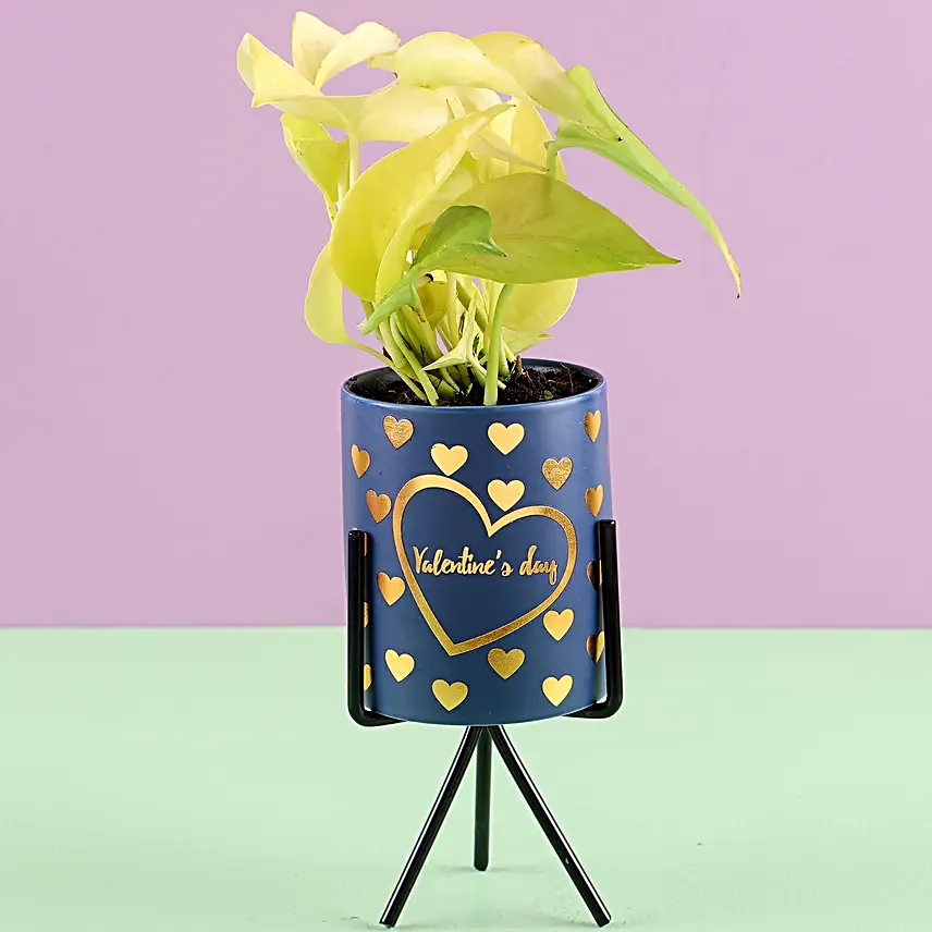 Money Plant in Heart Printed Pot