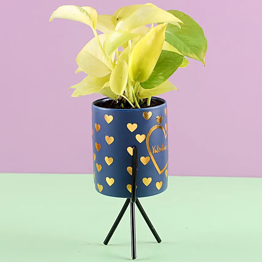 Money Plant in Heart Printed Pot