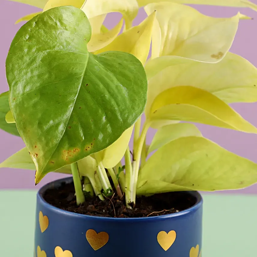 Money Plant in Heart Printed Pot