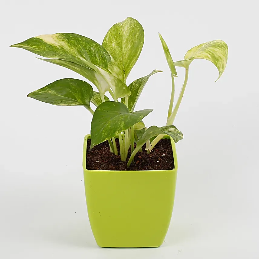 outdoor money plant for décor