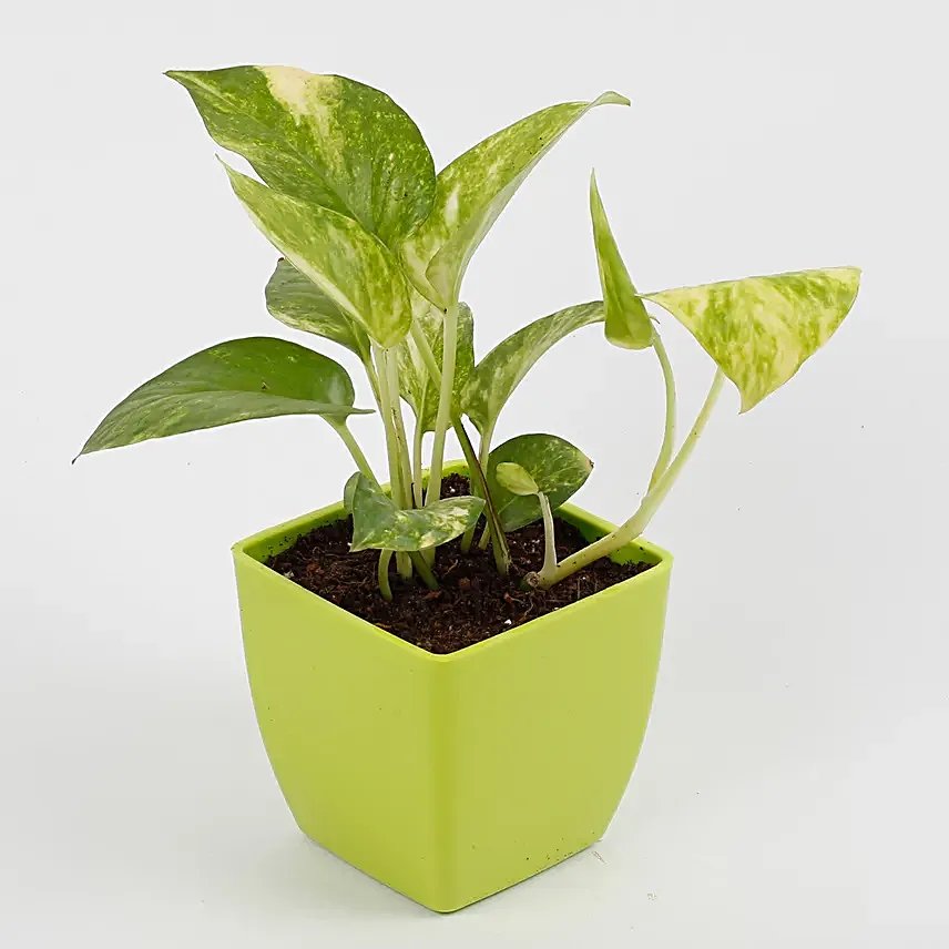 outdoor money plant for décor
