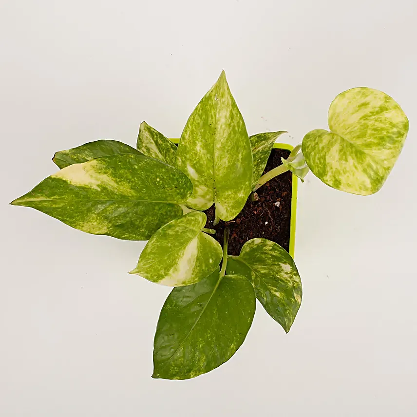 outdoor money plant for décor