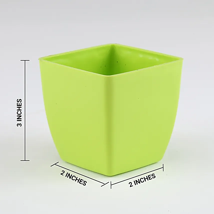 outdoor money plant for décor