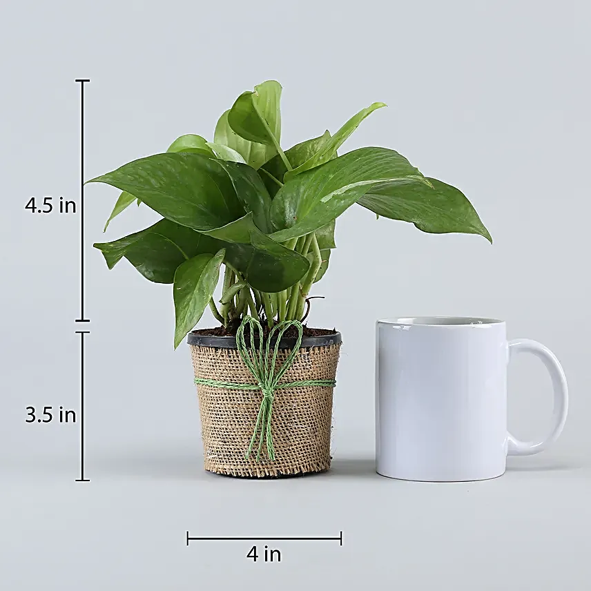 Plant in Jute Planter Online