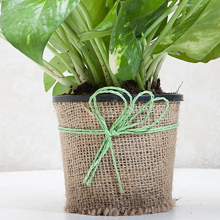 Plant in Jute Planter Online
