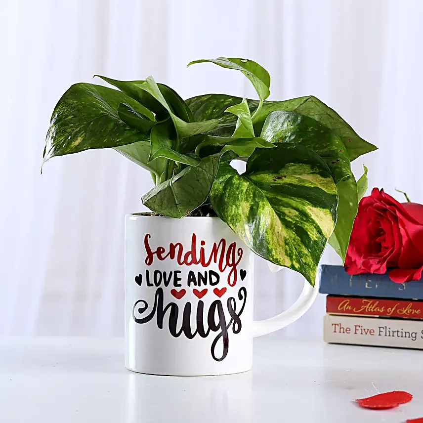 money plant online for hug day