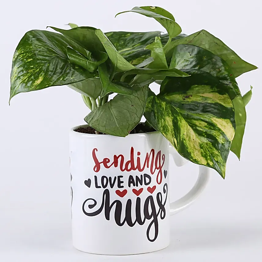 money plant online for hug day