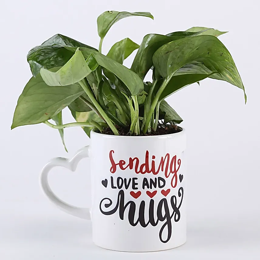 money plant online for hug day