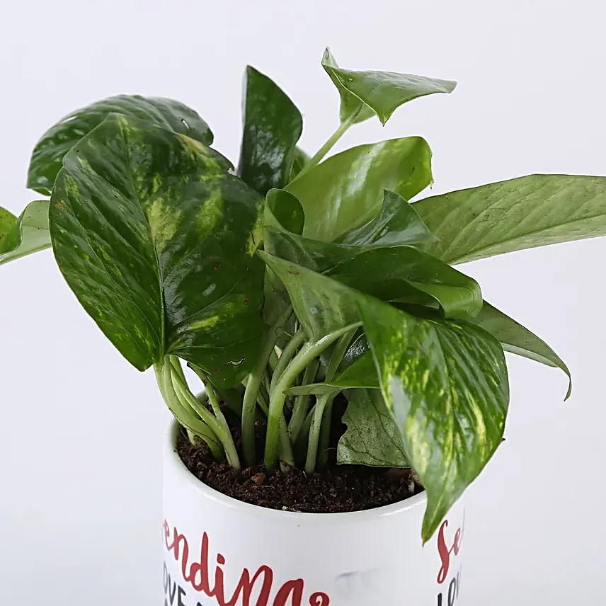 money plant online for hug day
