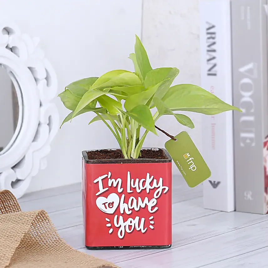 Money Plant In Lucky To Have You Glass Pots
