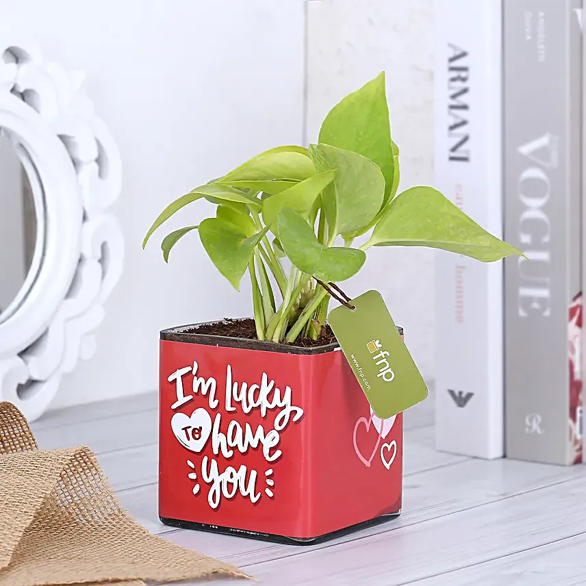 Money Plant In Lucky To Have You Glass Pots