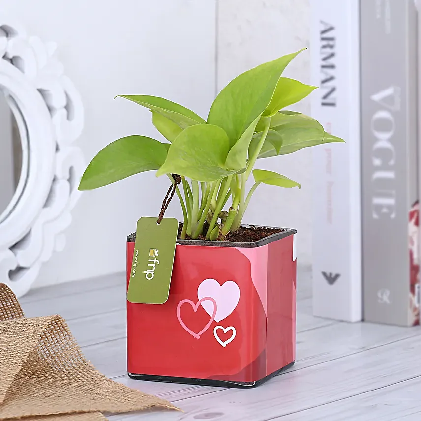 Money Plant In Lucky To Have You Glass Pots