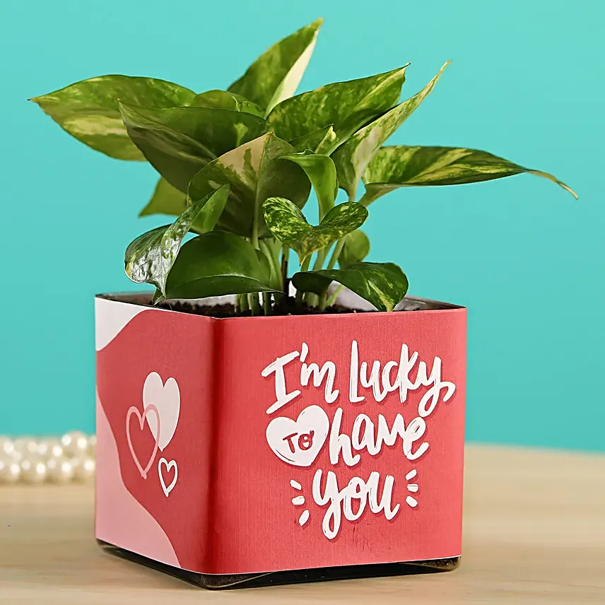 Money Plant In Lucky To Have You Glass Pot