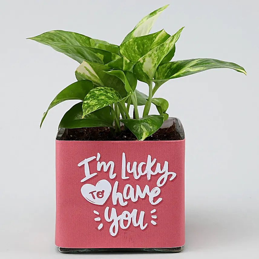 Money Plant In Lucky To Have You Glass Pot