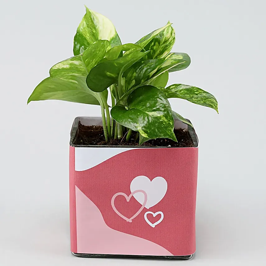 Money Plant In Lucky To Have You Glass Pot
