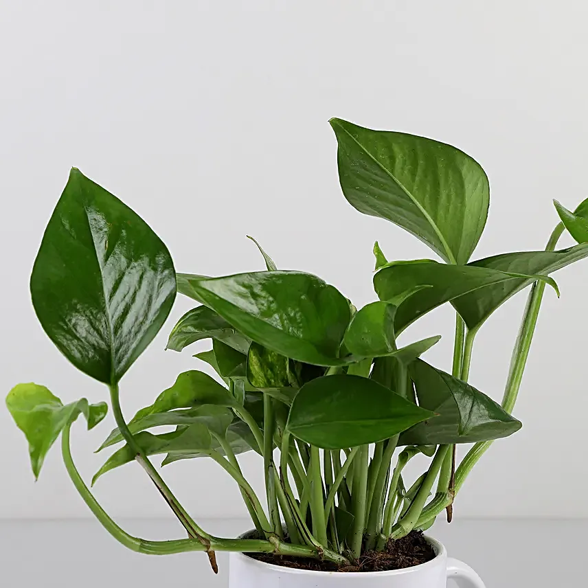 ma printed mug with money plant