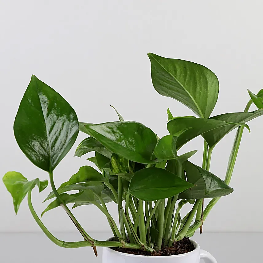 Money Plant In Maa Printed White Mug