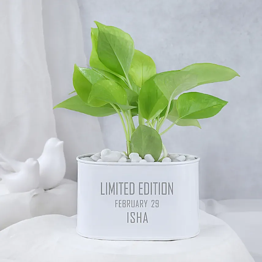 Money Plant In Personalised Limited Edition Pot