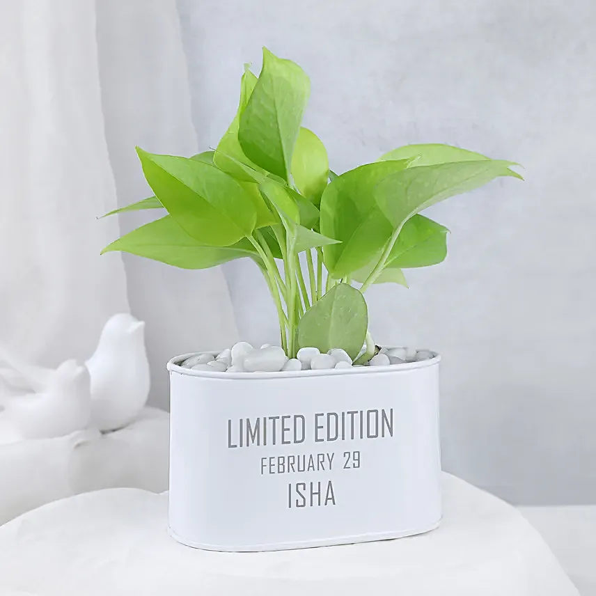 Money Plant In Personalised Limited Edition Pot