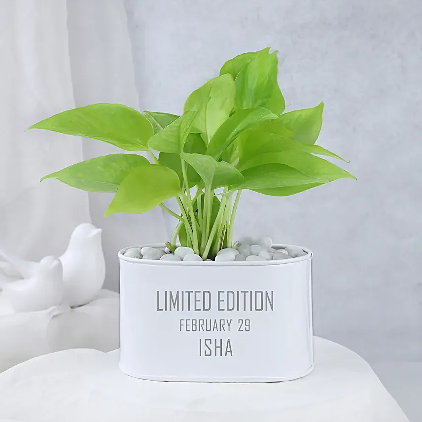 Money Plant In Personalised Limited Edition Pot