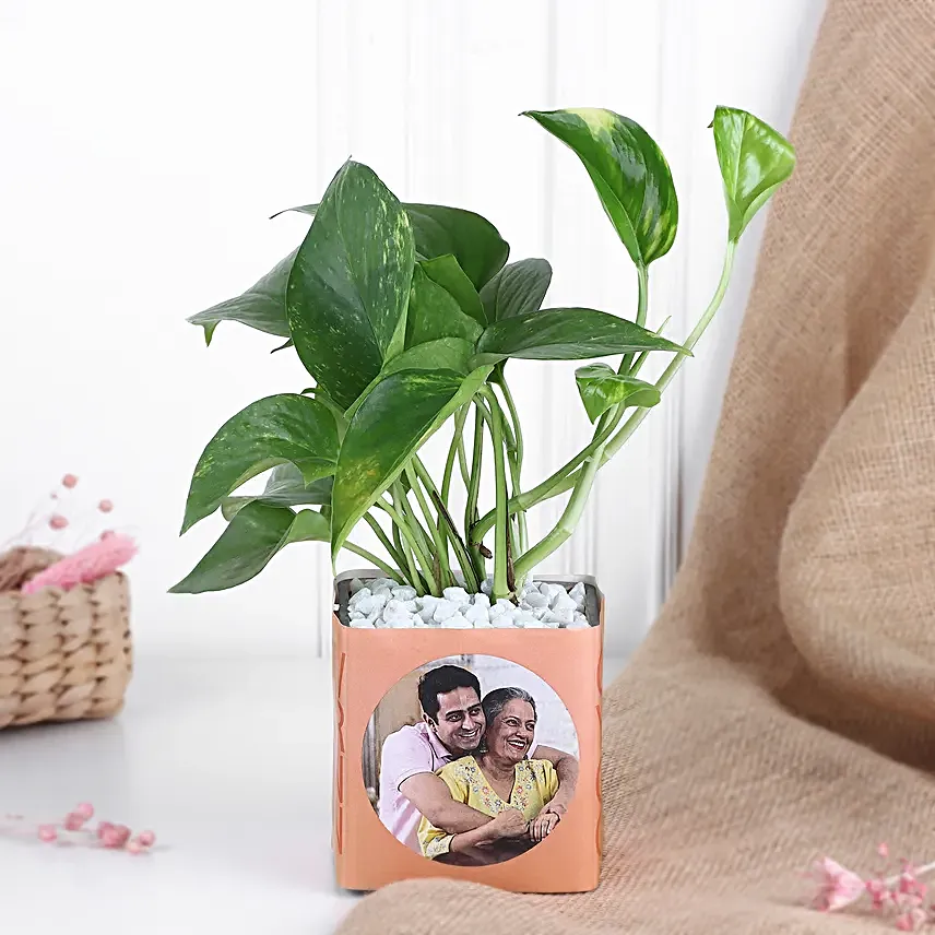 Money Plant in Personalised Vase