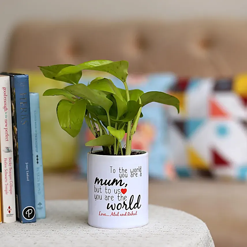 money plant for mothers day
