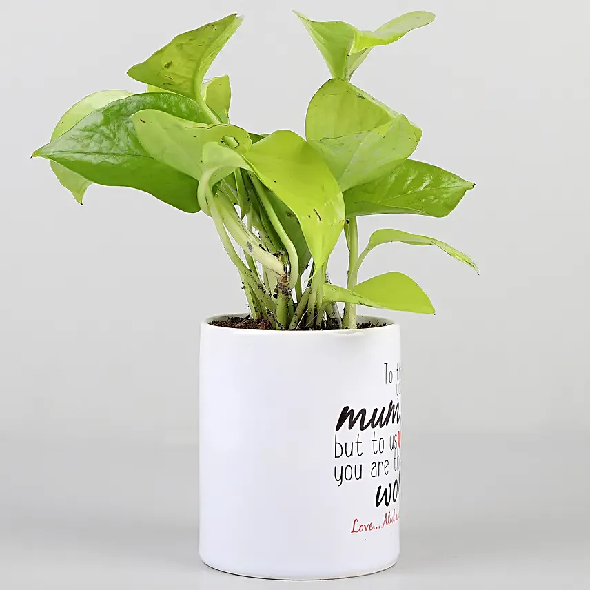 money plant for mothers day