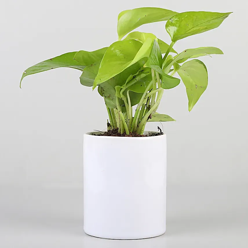 money plant for mothers day