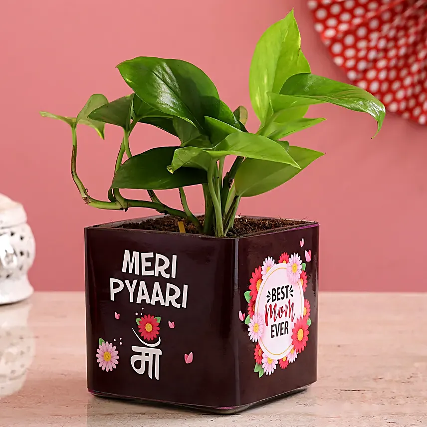 Money Plant In Pyari Ma Square Glass Vase